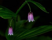 Streptopus lanceolata curvipes - Rosy Twisted Stalk 14-3159-61